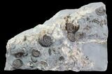 Ammonite (Promicroceras) Fossil Cluster -Somerset, England #86276-1